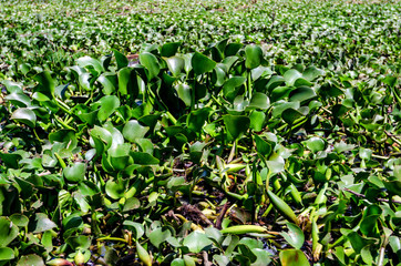 Water Hyacinth or Eichhornia crassipes
