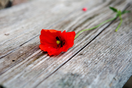 red poppy lying on wooden plank