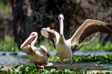 Two great white pelicans or Pelecanus onocrotalus