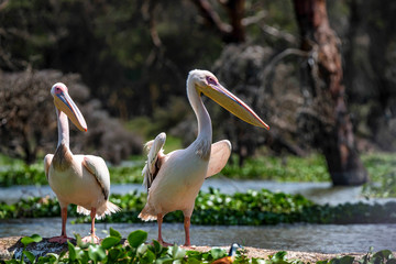 Two great white pelicans or Pelecanus onocrotalus