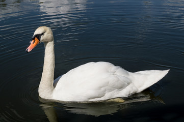 White swan on the lake