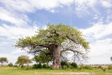 Papier Peint photo autocollant Baobab Baobab dans le parc naturel