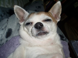 Le shooting du chien qui dort 