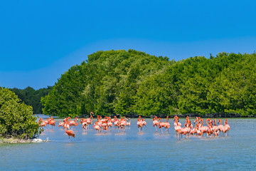 Mexico. Celestun Biosphere Reserve. The flock of American flamingos (Phoenicopterus ruber, also known as Caribbean flamingo) feeding in shallow water - obrazy, fototapety, plakaty
