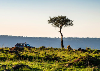 Safari view with truck and lion in Kenya - obrazy, fototapety, plakaty