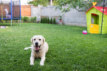 Lovely dog in the backyard near playing children.