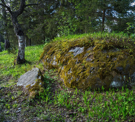 Forest Landscape in Karelia