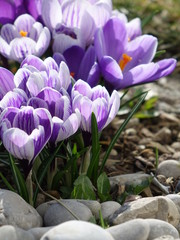 Blumenbeet mit Steinen