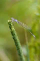Close up of dragonfly. Blue-tailed damselfly, Czech republic.