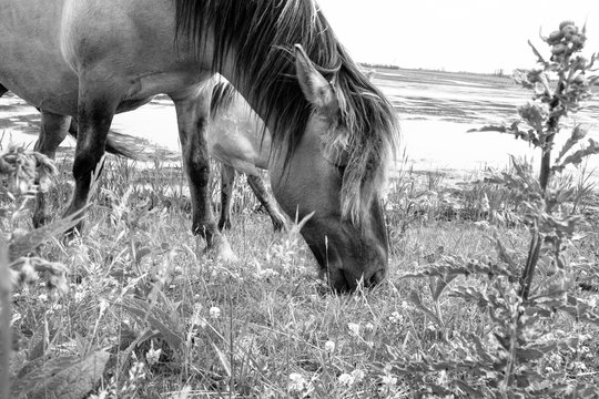 Monochrome picture of european wild horses in an open field near water