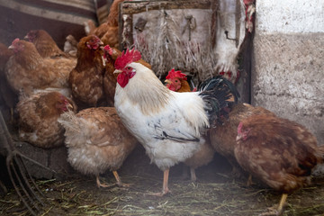 Chickens on the farm. Toned, style, color photo