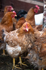 Chickens on the farm. Toned, style, color photo
