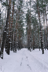 Snow-covered country road in the winter pine forest