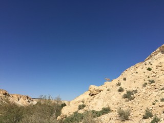 Fototapeta premium ein avdat ibex