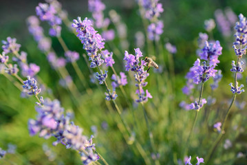 Close up of Bee on lavender in summer season.