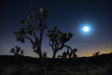 Fototapeta na wymiar Joshua Trees at night with clean and starry sky, Joshua Tree National Park, California