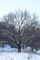 Fototapeta premium Landscape with the image of winter wood