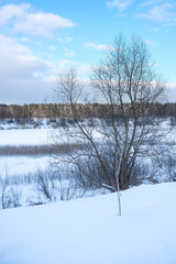 Landscape with the image of winter wood