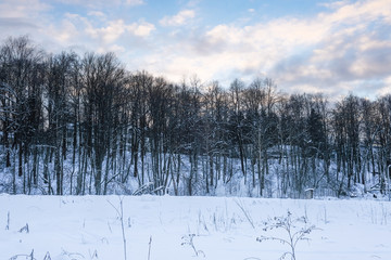 Landscape with the image of winter wood