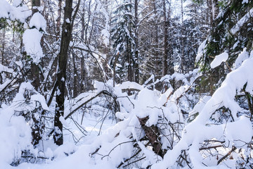 Landscape with the image of winter wood