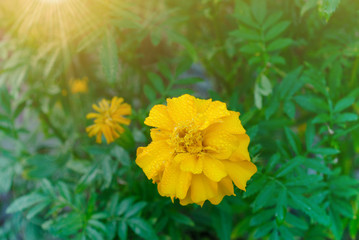 Yellow Marigolds flower with water drops and sun flare.  (Tagetes erecta, Mexican marigold, Aztec marigold, African marigold)