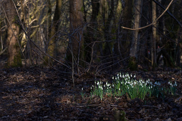 Snow drops caught in dappled sunlight