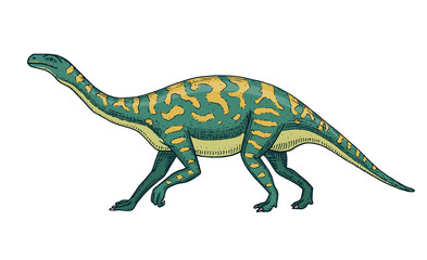 Dinosaurs Barosaurus, Apatosaurus, Tenontosaurus Plateosaurus, broad lizard, Massospondylus, Diplodocus, Brachiosaurus, skeletons, fossils. Prehistoric reptiles, Animal Hand drawn vector