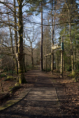 Obraz premium a woodland trail winding underneath an assault course built into the tree tops at Loch Lomond Shores 