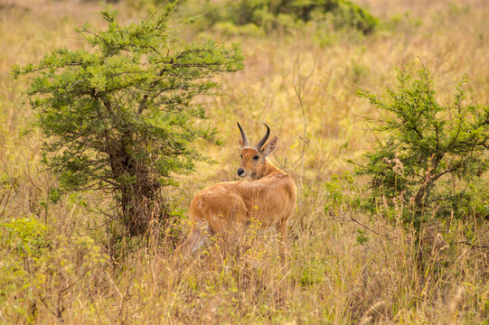 Impala in the savannah scrub of Nairobi Park in Kenya