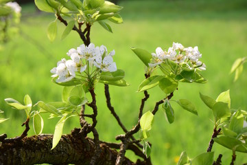 Birnenbaumblüte, Blütezeit in Südtirol