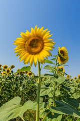 sunflower closeup on the field and deep blue sky