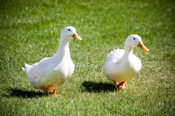 Portrait of a pair of ducks