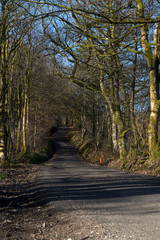 a single tracked rural road dappled in sunlight coming through the trees