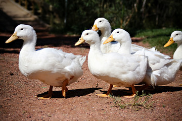 Flock of ducks crossing a garden path