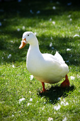 Portrait of duck on grass