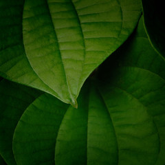 Closeup of green leaves for background . Selective focus.