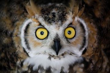 Close up of wide-eyed great horned owl