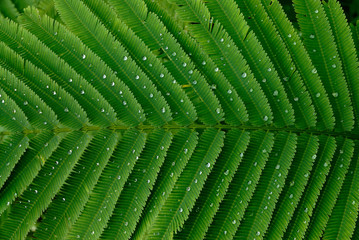 Climbing wattle green leaf with water drops closeup for background.