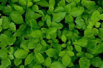 Green leaves for background.