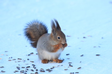 Naklejka na ściany i meble squirrel in the winter park