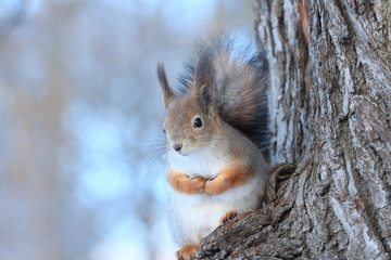Naklejka na ściany i meble squirrel on tree in winter park