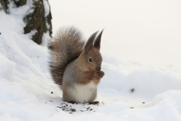 squirrel in the winter park