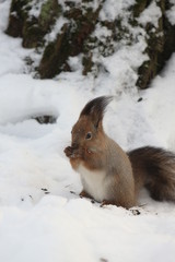 squirrel in the winter park
