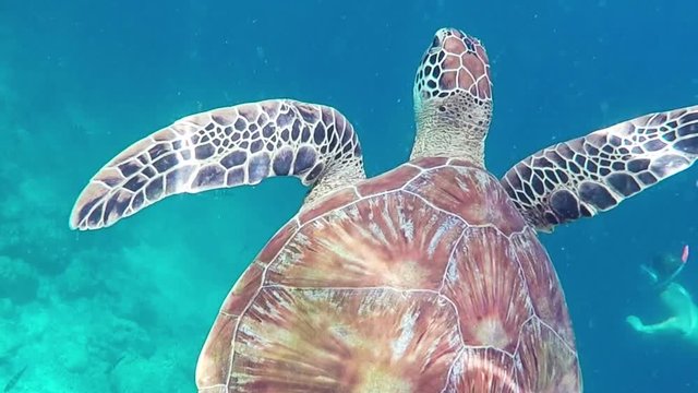 Large Green Sea Turtle Swimming Underwater at Beautiful Island Of Maldives in Indian Ocean
