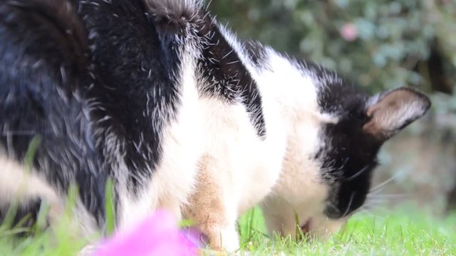 Nepeta cataria Gatt&agrave;ia Catnip Gatt&agrave;ria Echte Katzenminze Erba Kocimiętka właściwa gattaria Gatta Video Prava mačja metvica Gatto Hierba de los gatos Wild kattenkruid Aitokissanminttu Kattmynta
