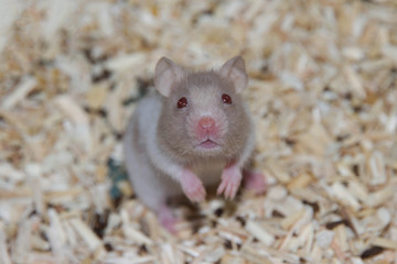 Rat hamster pet cute 