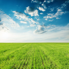 green grass agriculture field and sunset in blue sky with clouds