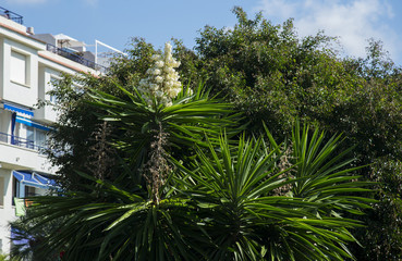 Fototapeta na wymiar Flowering palm tree