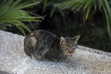 Obraz premium Homeless cat on the street