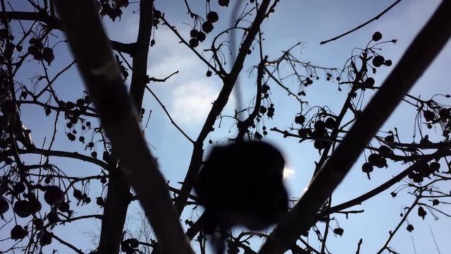 silhouette bush of a branch on sunlight Rosaceae Crata gus fruit of a nature berry